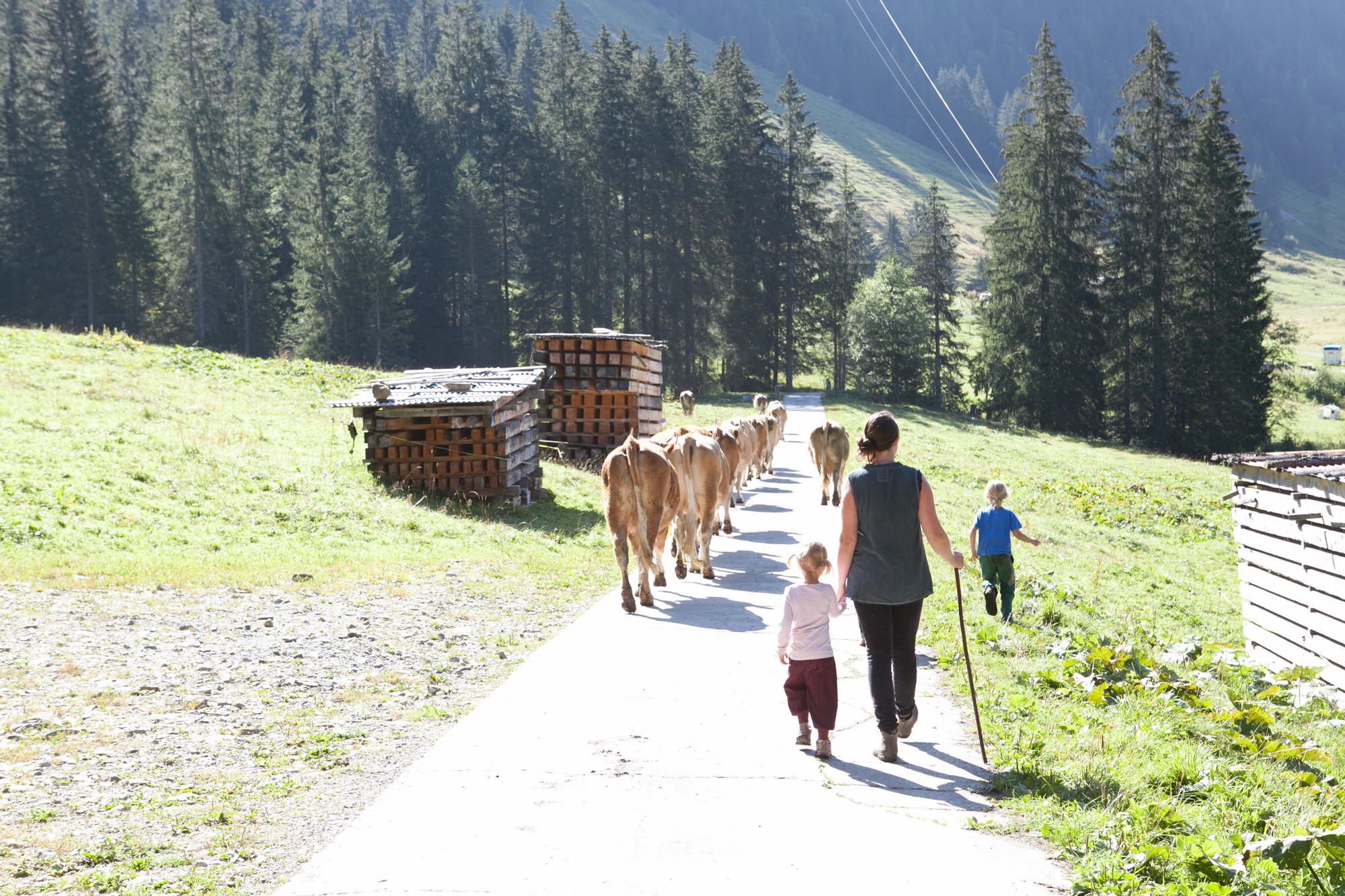 Esther se promène avec les enfants et les vaches