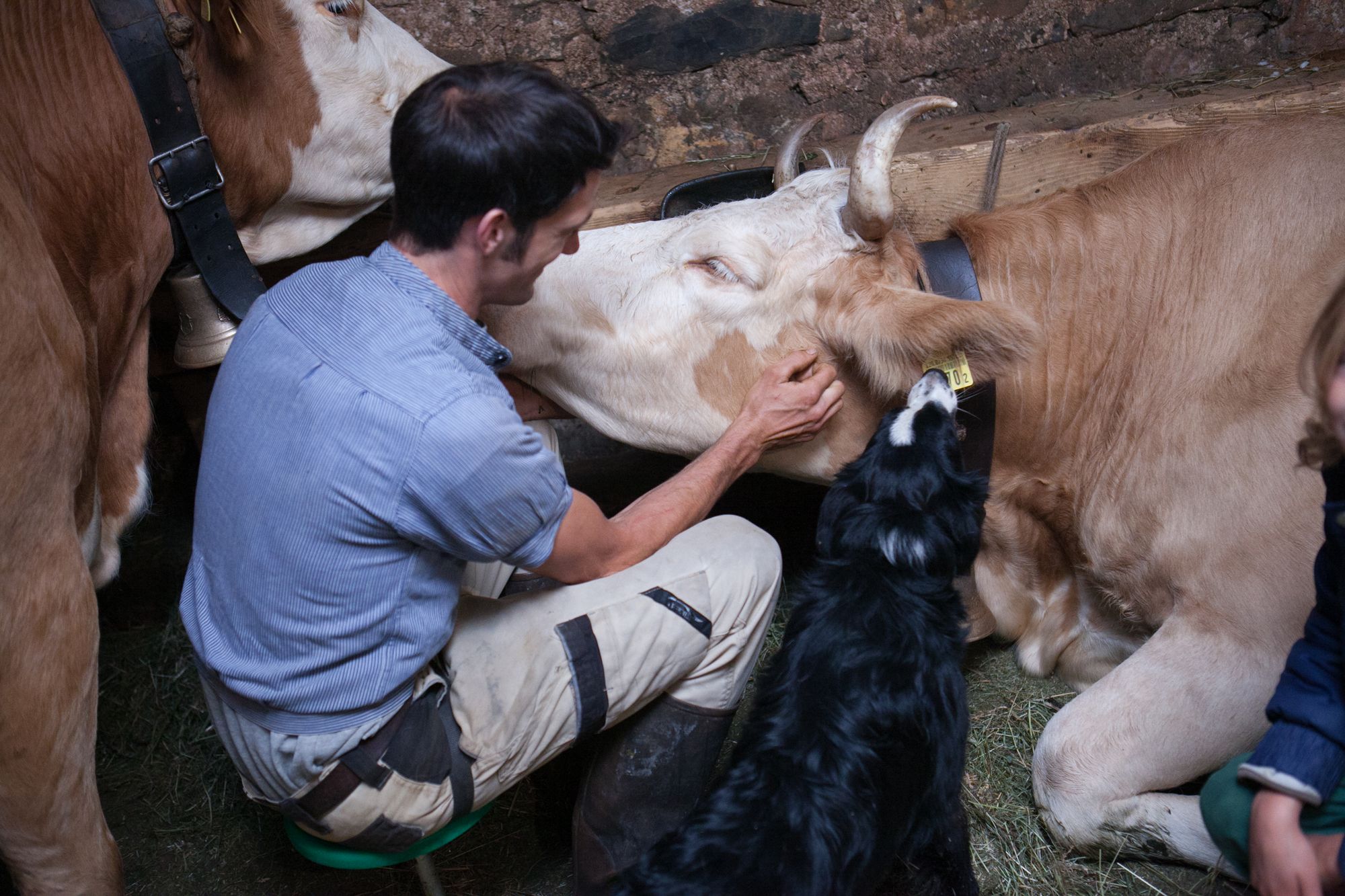 Nicolas s'occupe de ses vaches avec sa chienne Anuk