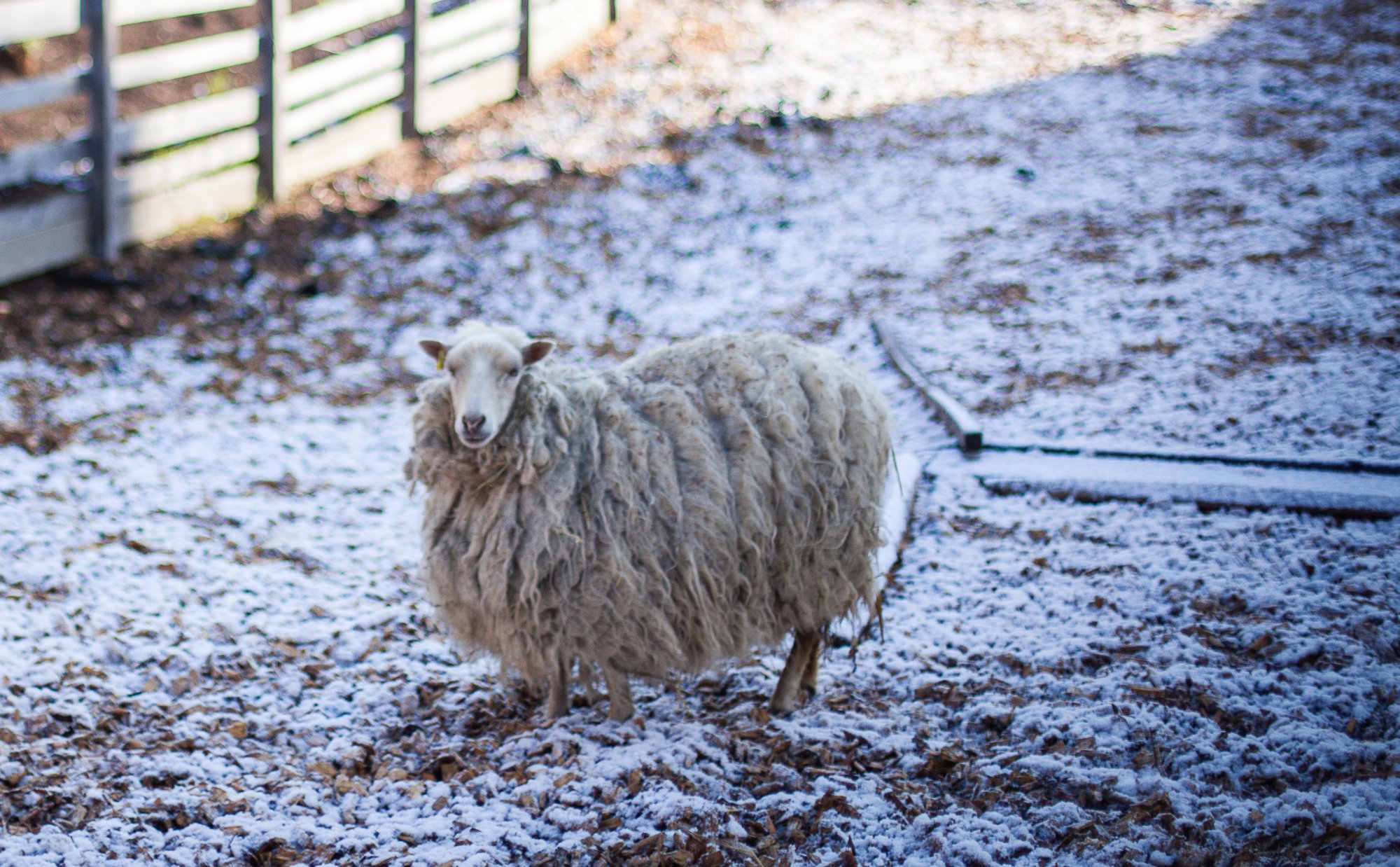 Un mouton skudde dans la neige