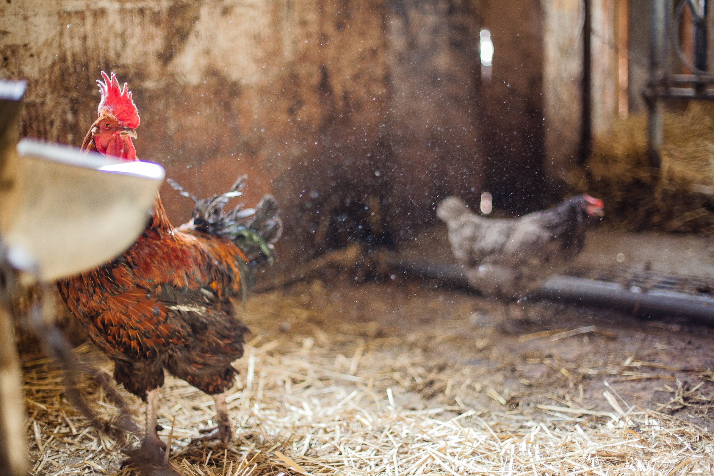 Des poules dans l'écurie