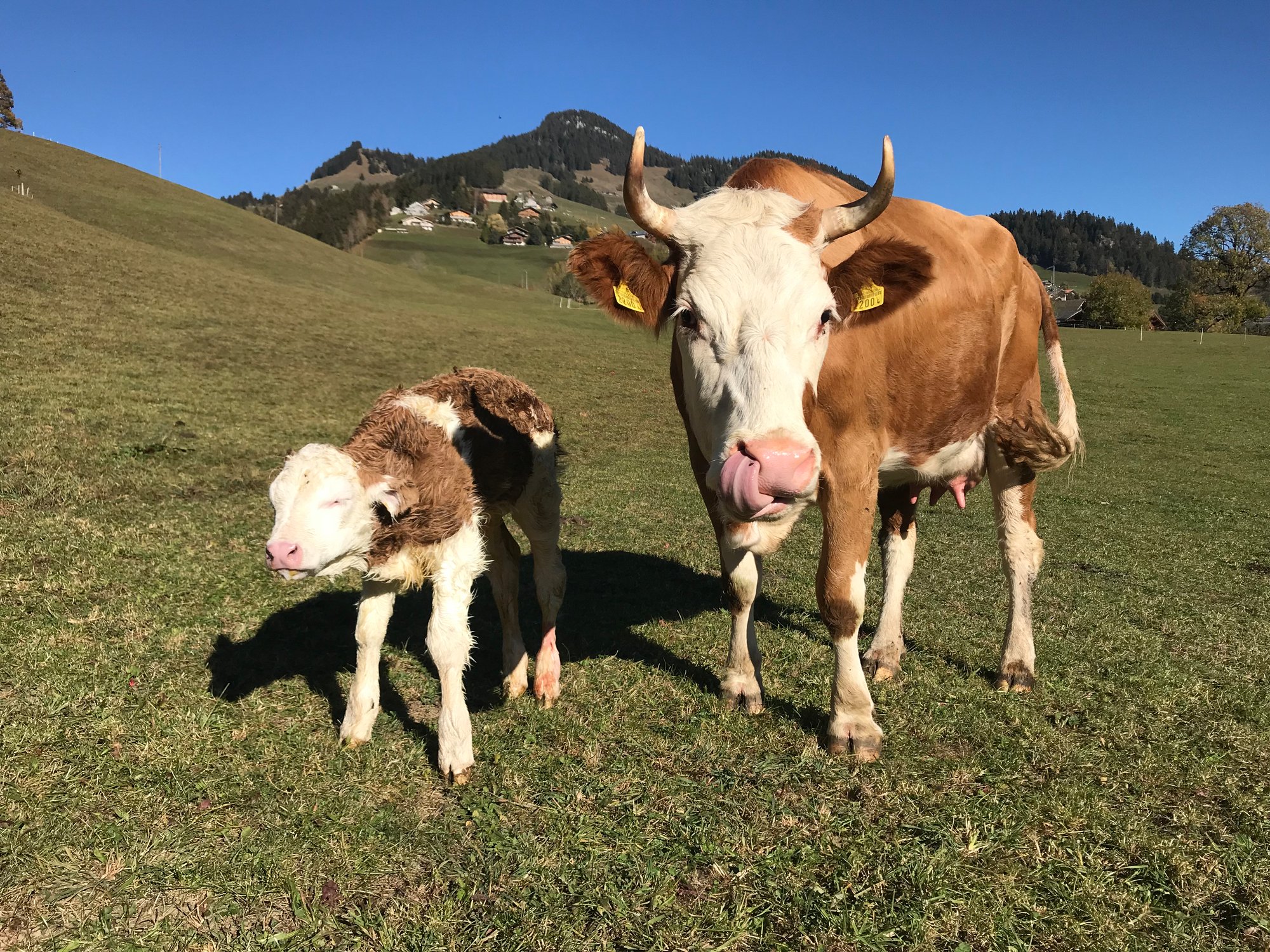 Mère vache avec son petit