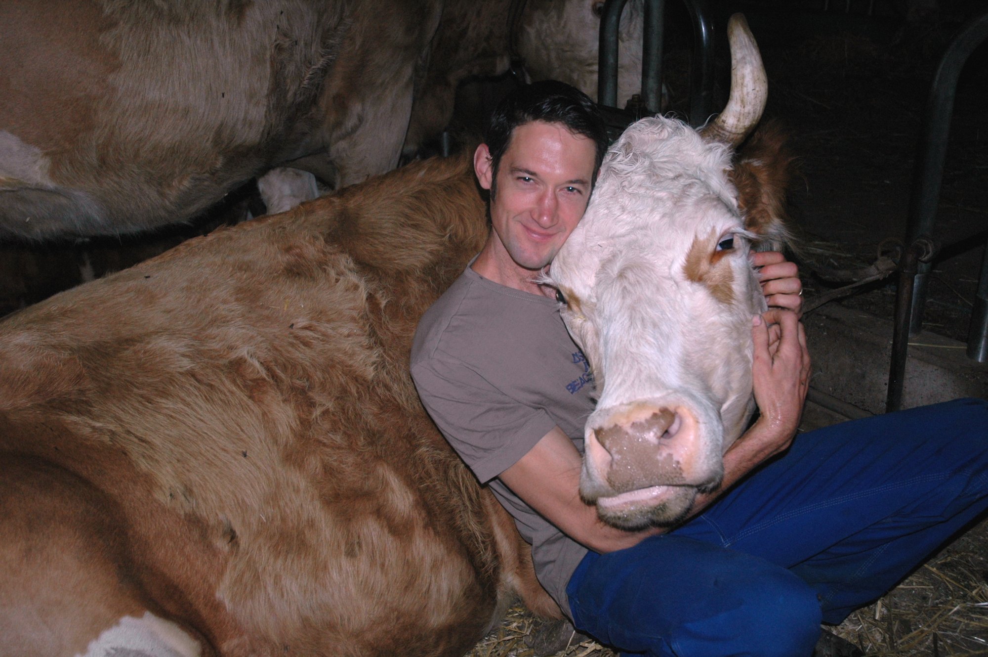Nicolas embrasse une vache dans l'étable