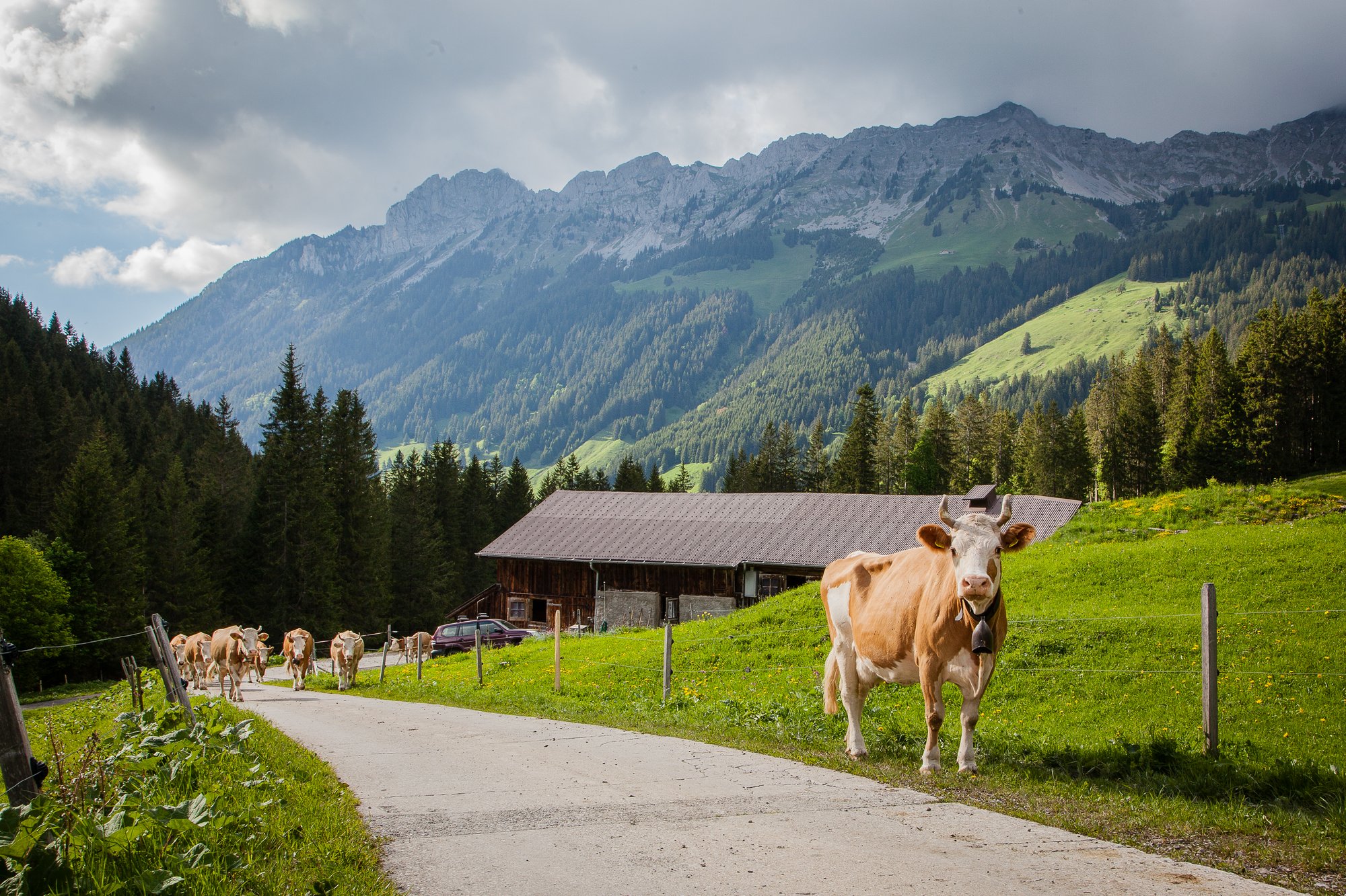 La vache nous regarde