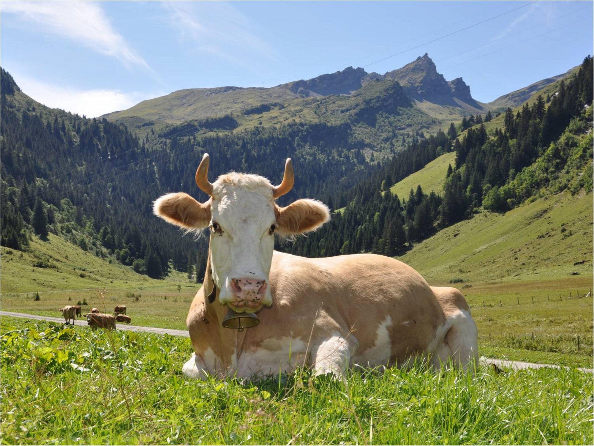 Portrait d'une de nos vaches à cornes à l'alpage