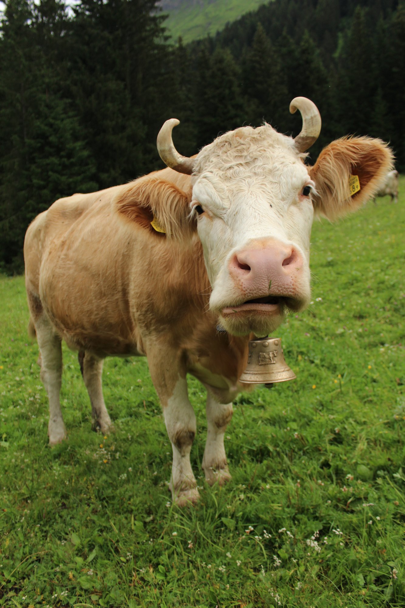 Portrait d'une de nos vaches avec la cloche
