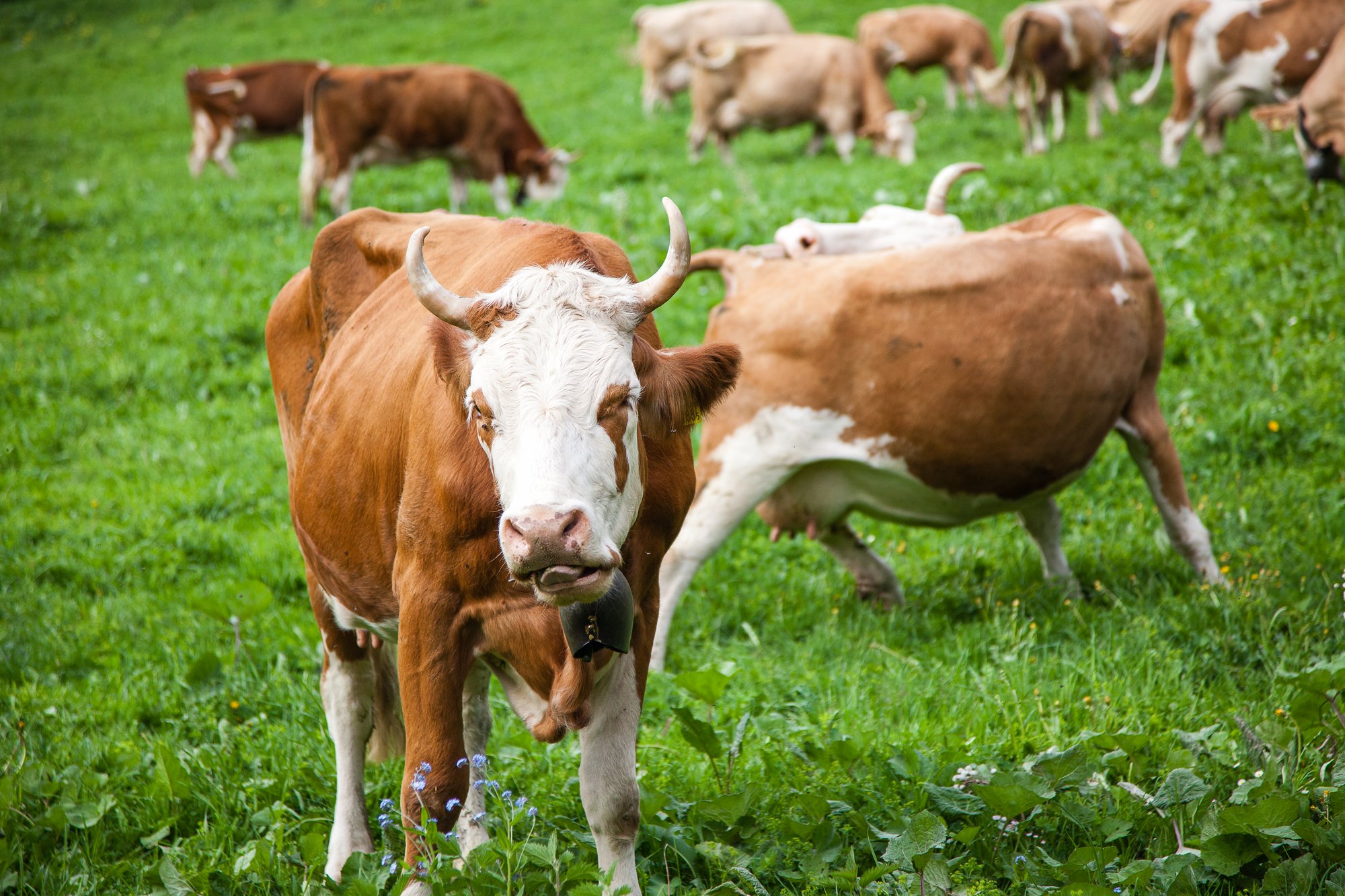 Nos vaches Pure Simmental à l'alpage