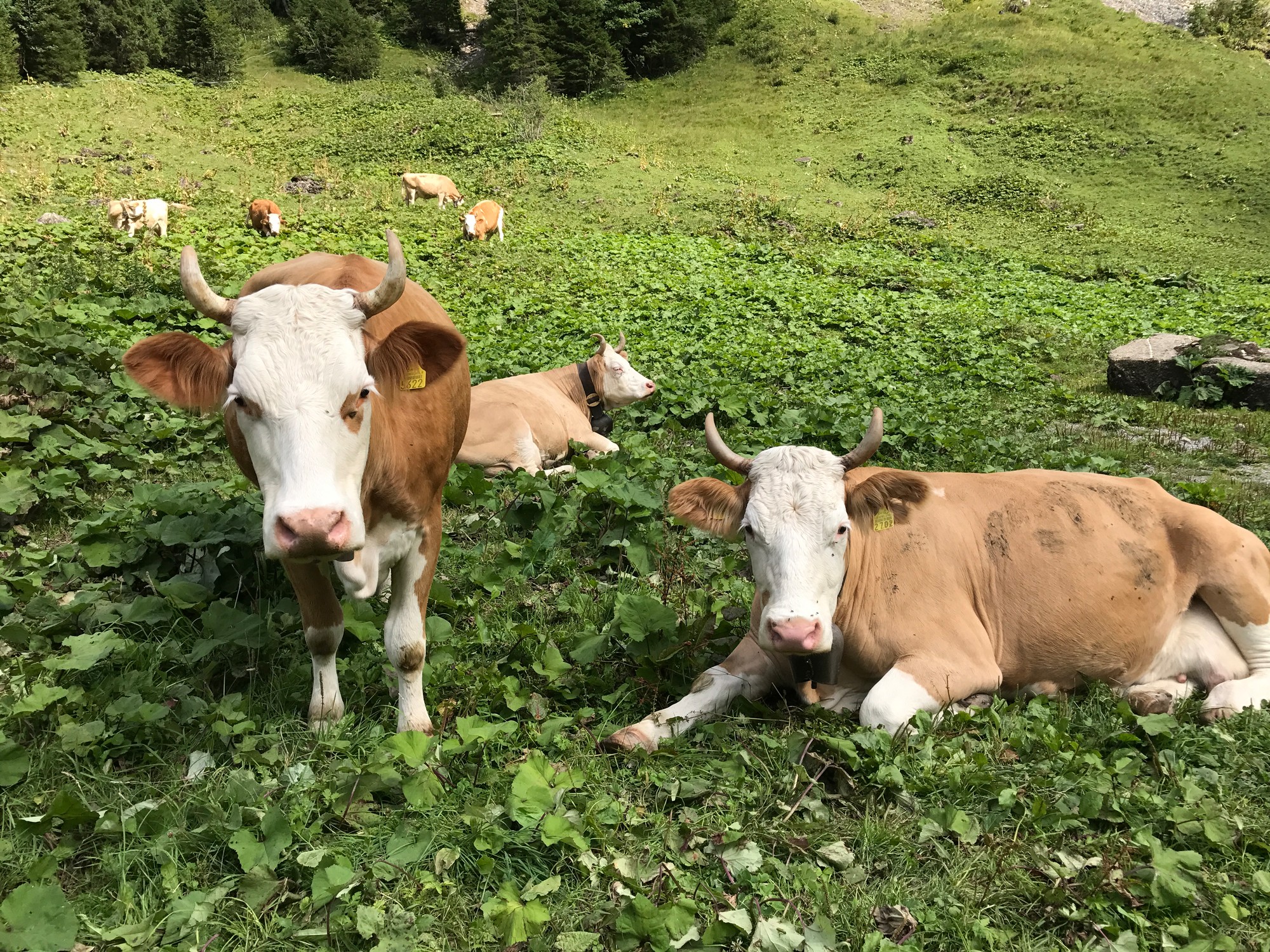 Nos vaches à cornes profitant du soleil