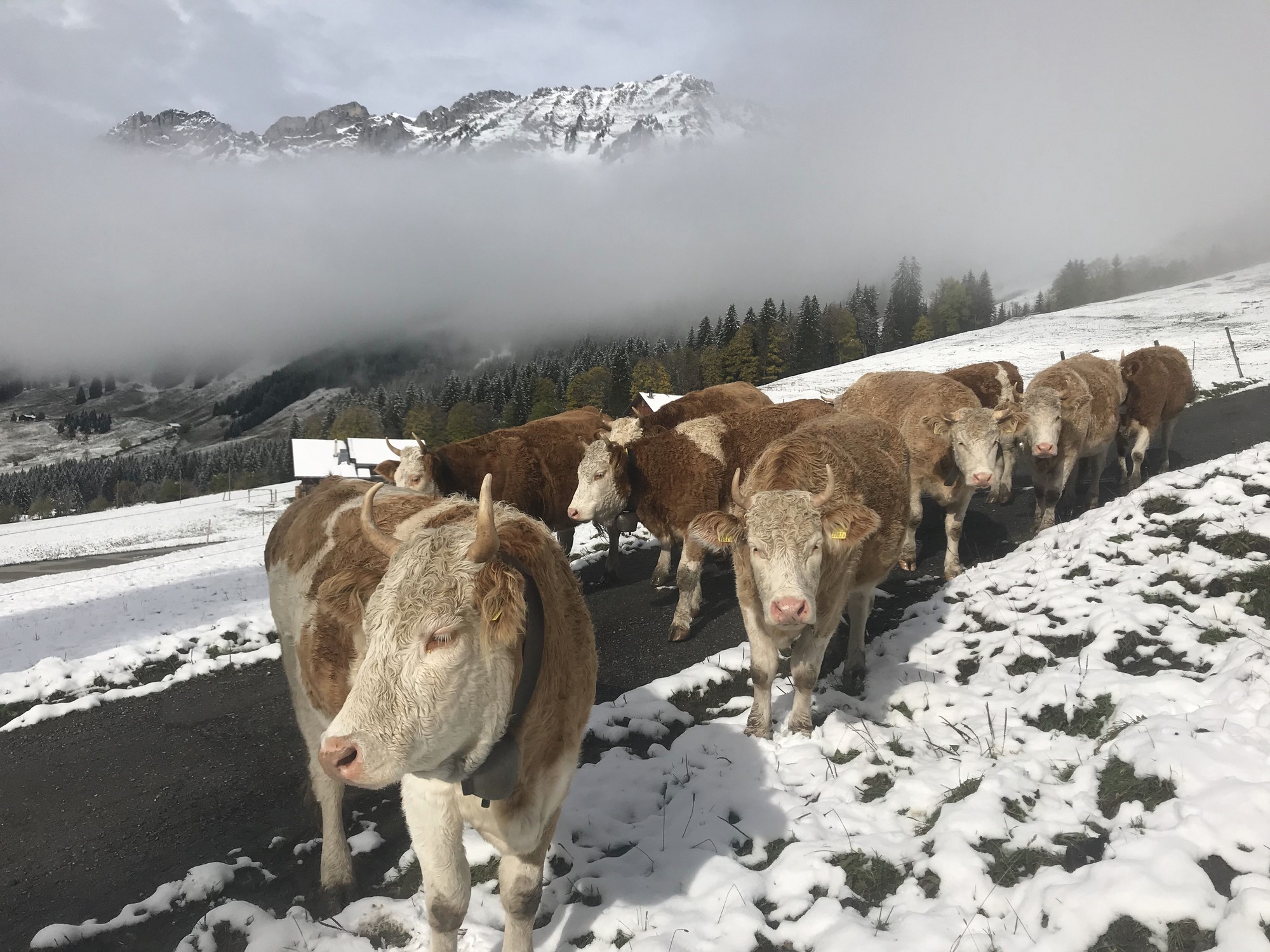 les vaches marchent sur la route avec la neige