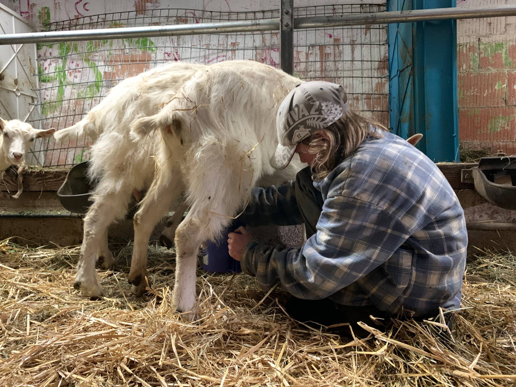 Laurent traite la chèvre