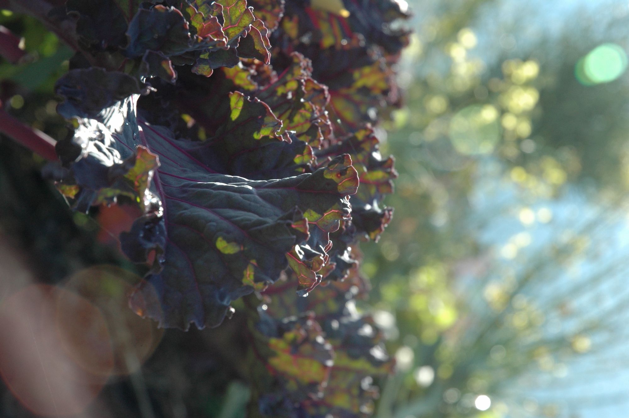 feuilles de salade
