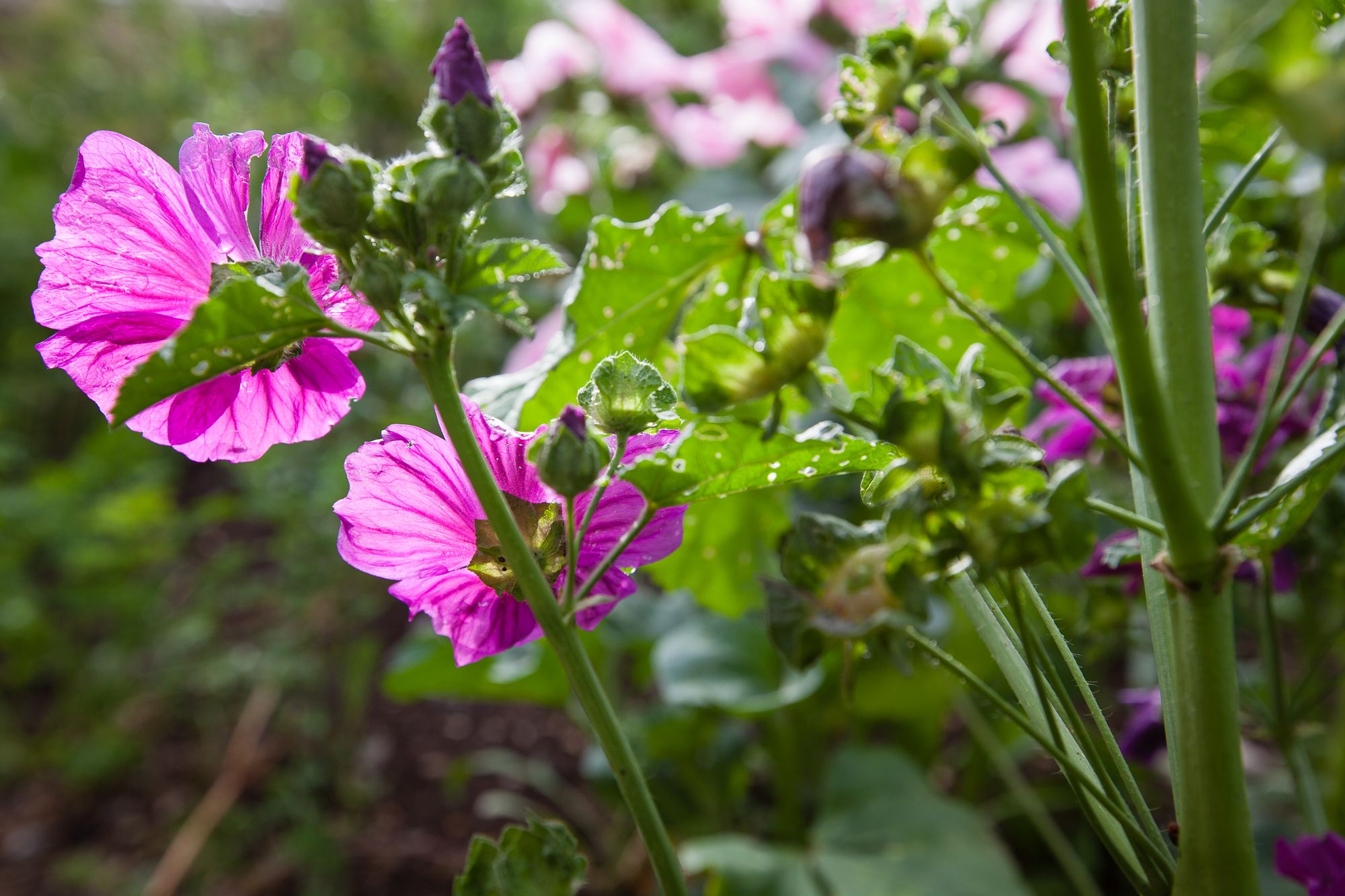fleurs de jardin