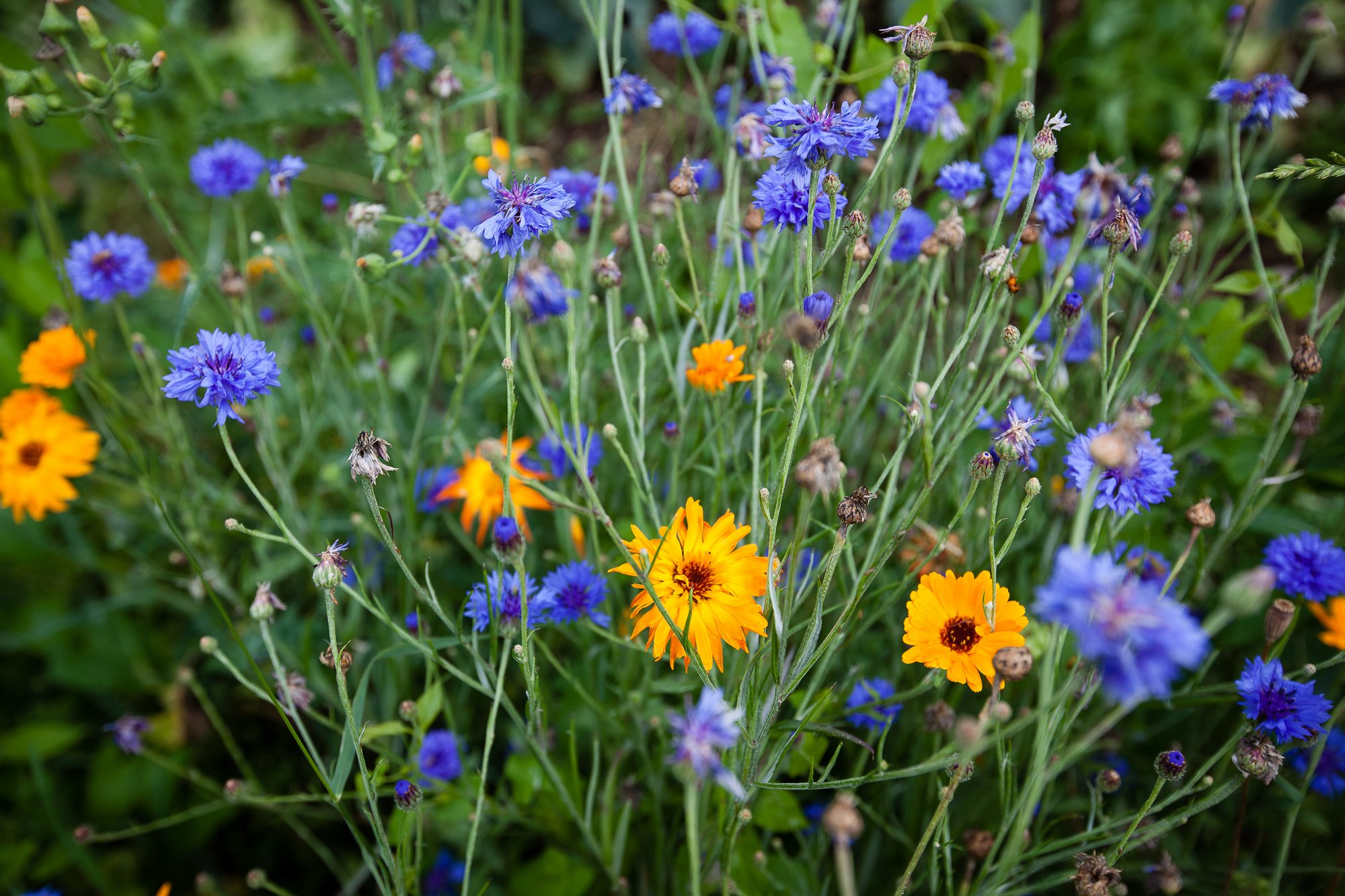 Fleurs violettes et jaunes
