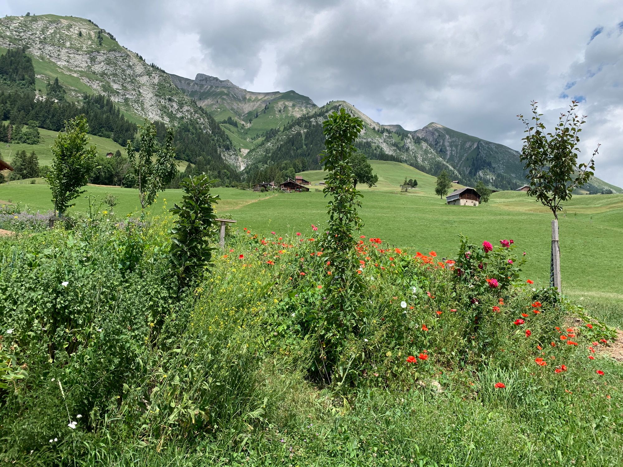 le jardin fleuri