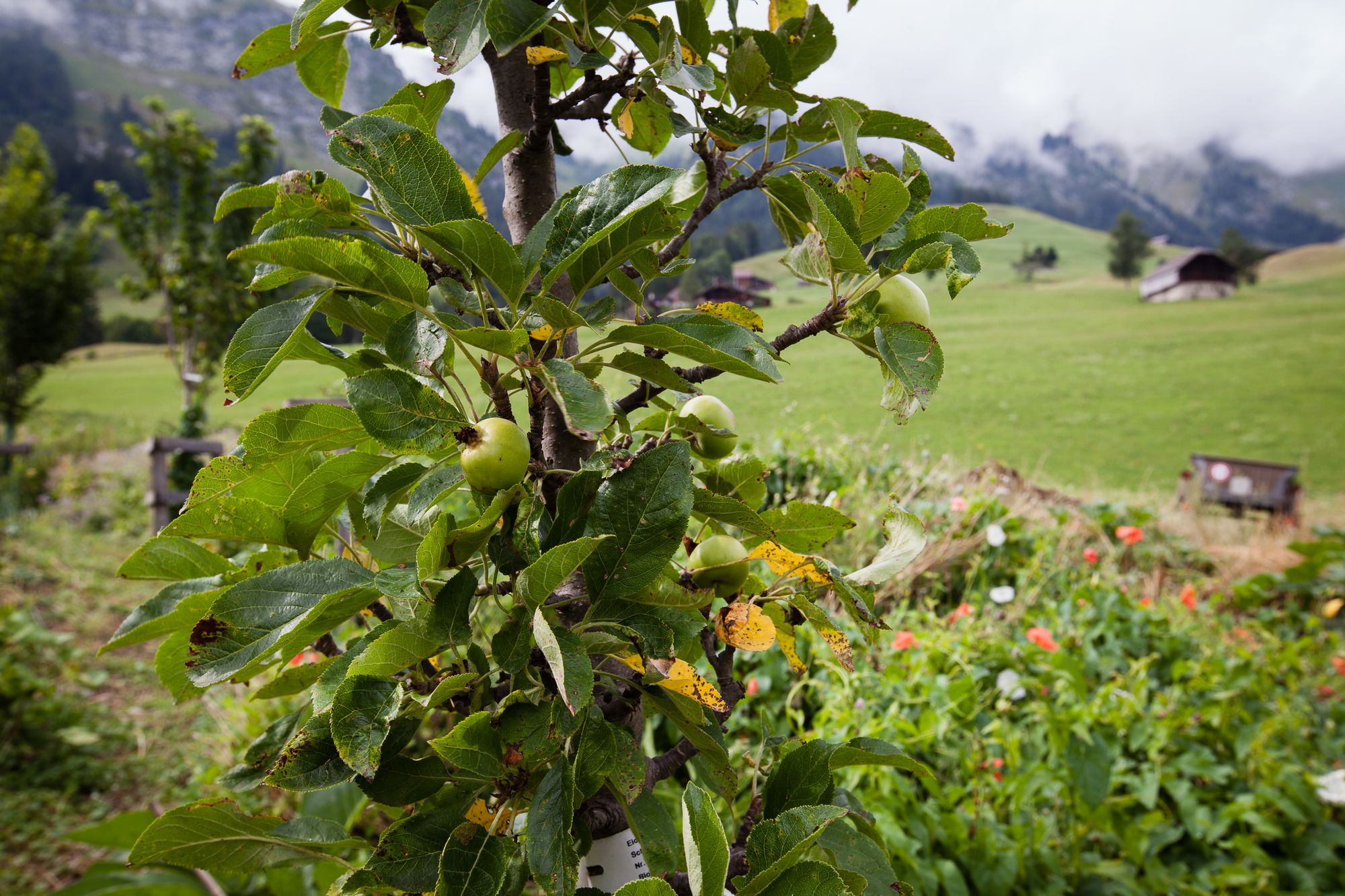 arbre fruitier