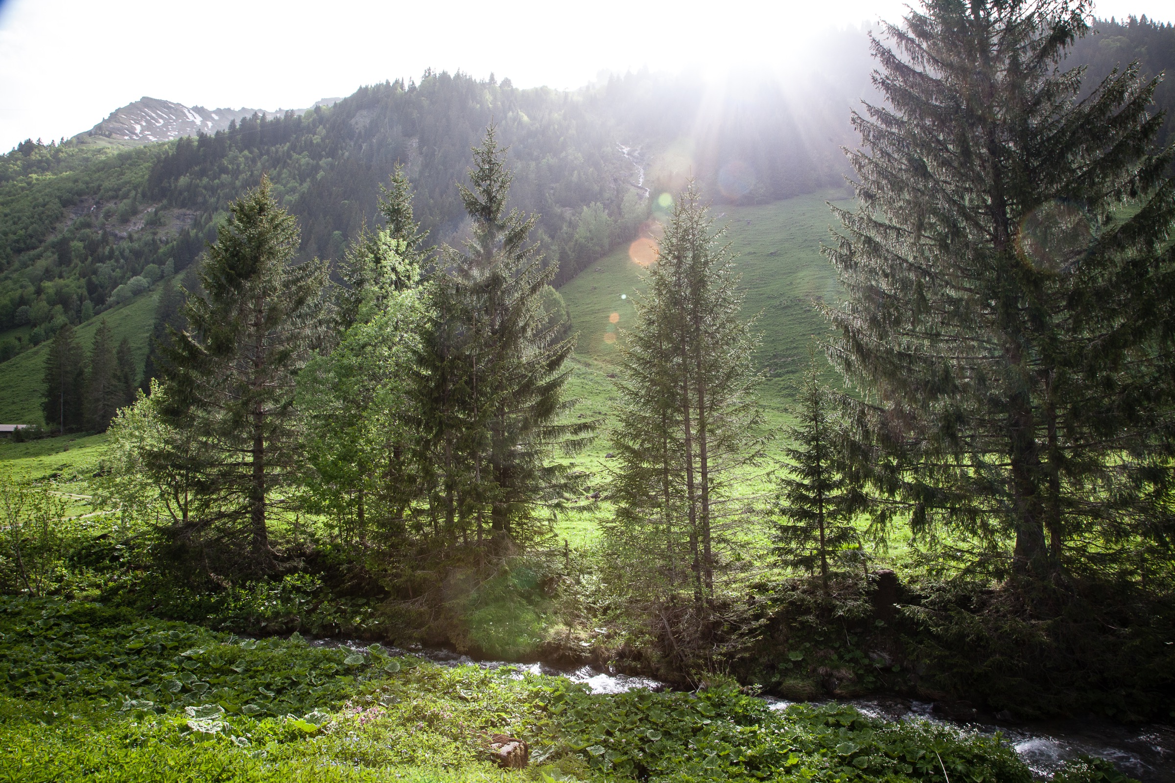 paysage naturel à l'alpage
