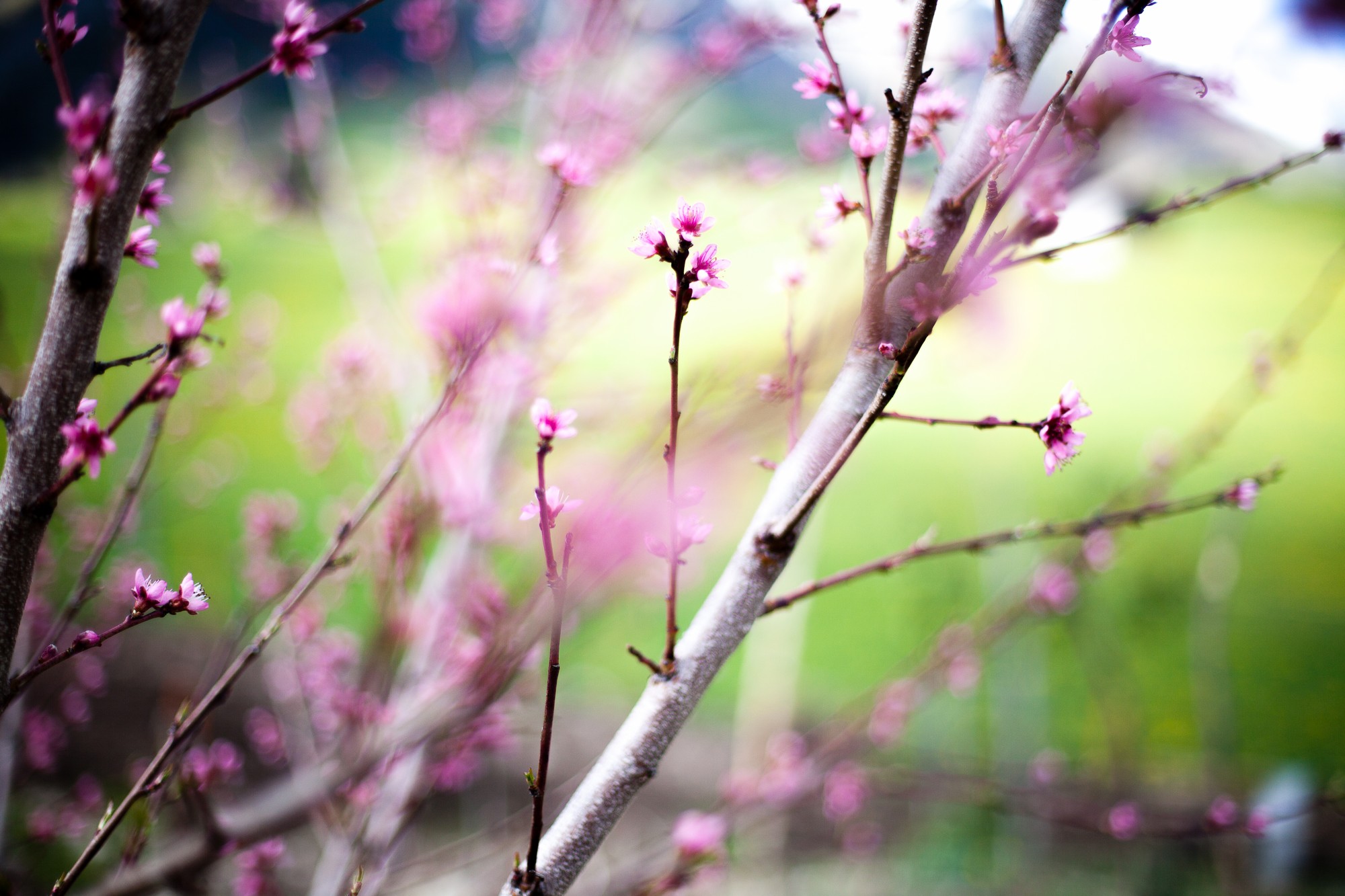 Fleur couleur rose