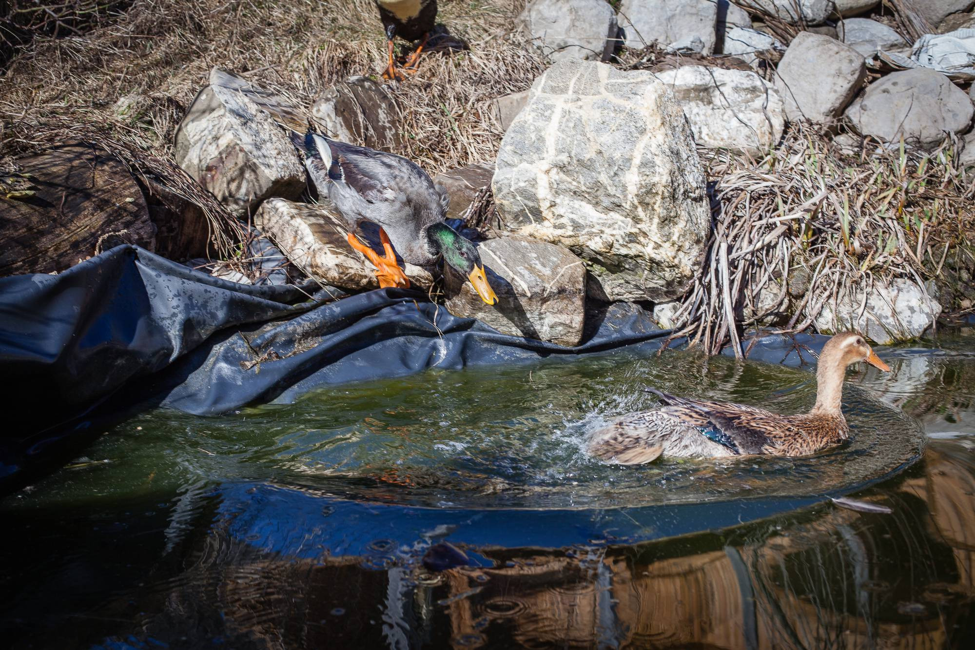 Deux canards nagent dans l'eau