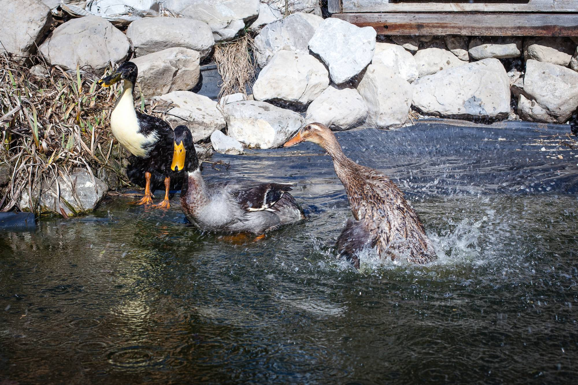 Trois canards s'amusent dans l'eau