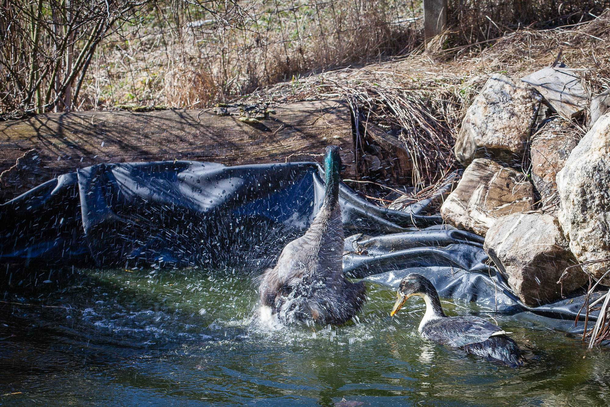 Un canard plonge dans l'eau et l'autre regarde