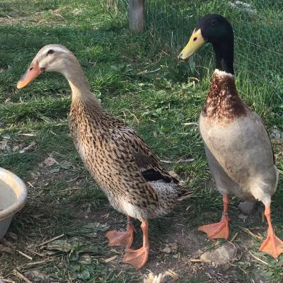 Deux canards posent pour la photo