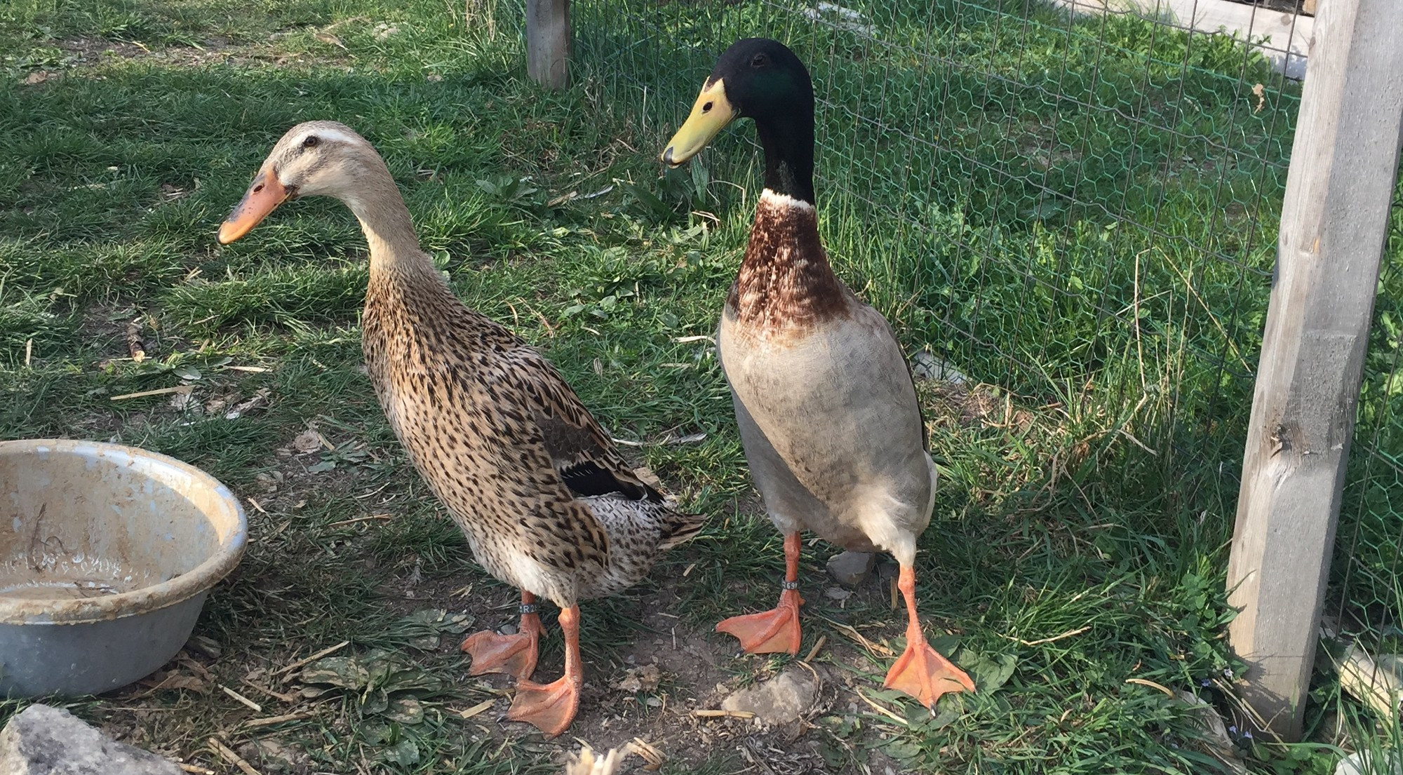 Deux canards posent pour la photo