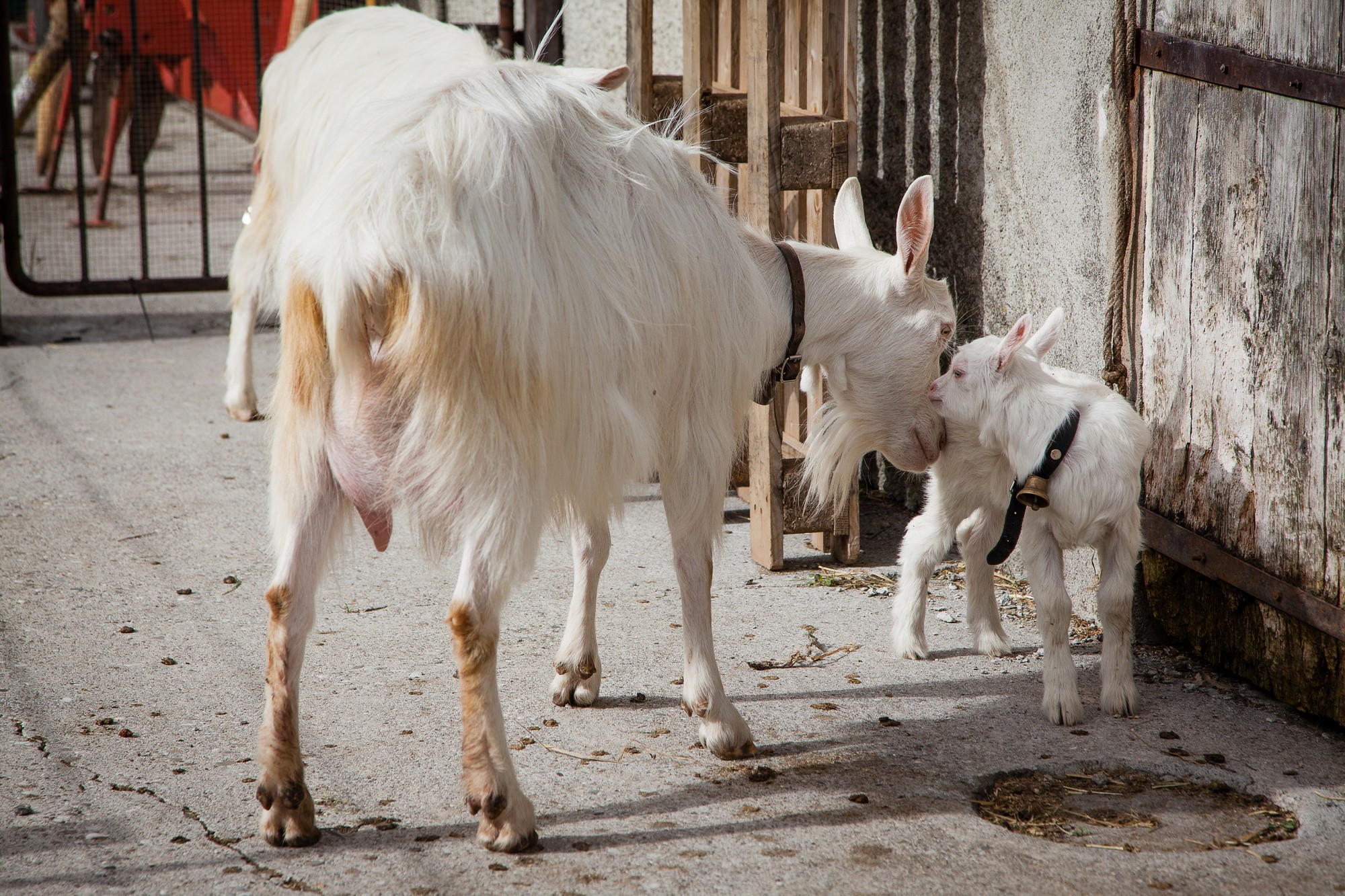 mère chèvre avec son chevreau