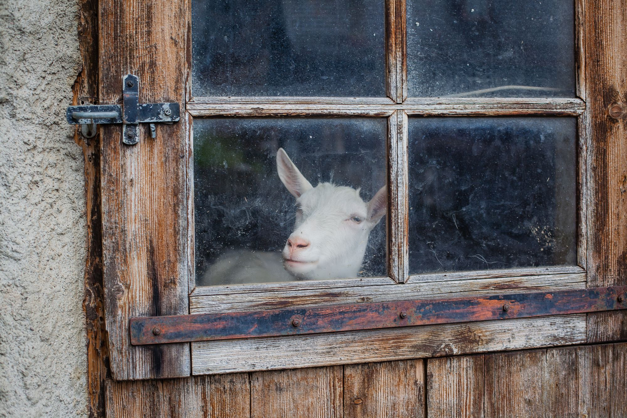 La chèvre qui nous regarde par la fenêtre