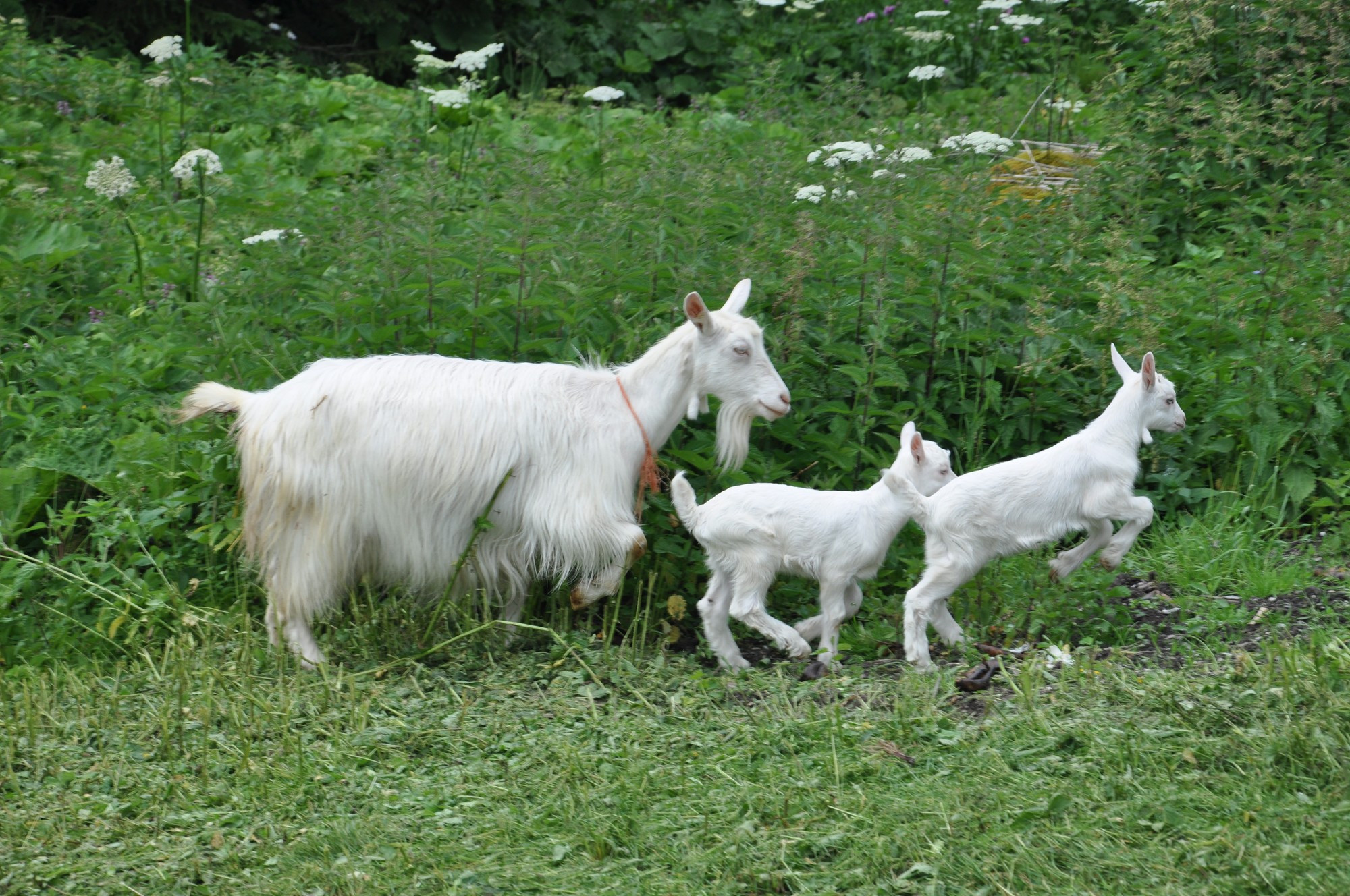 Mère chèvre avec ses deux petits