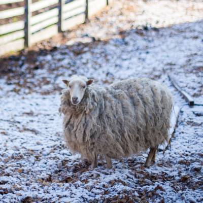 Un mouton skudde dans la neige