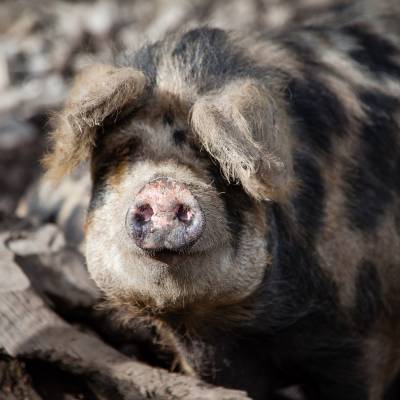 portrait du cochon Turopolje