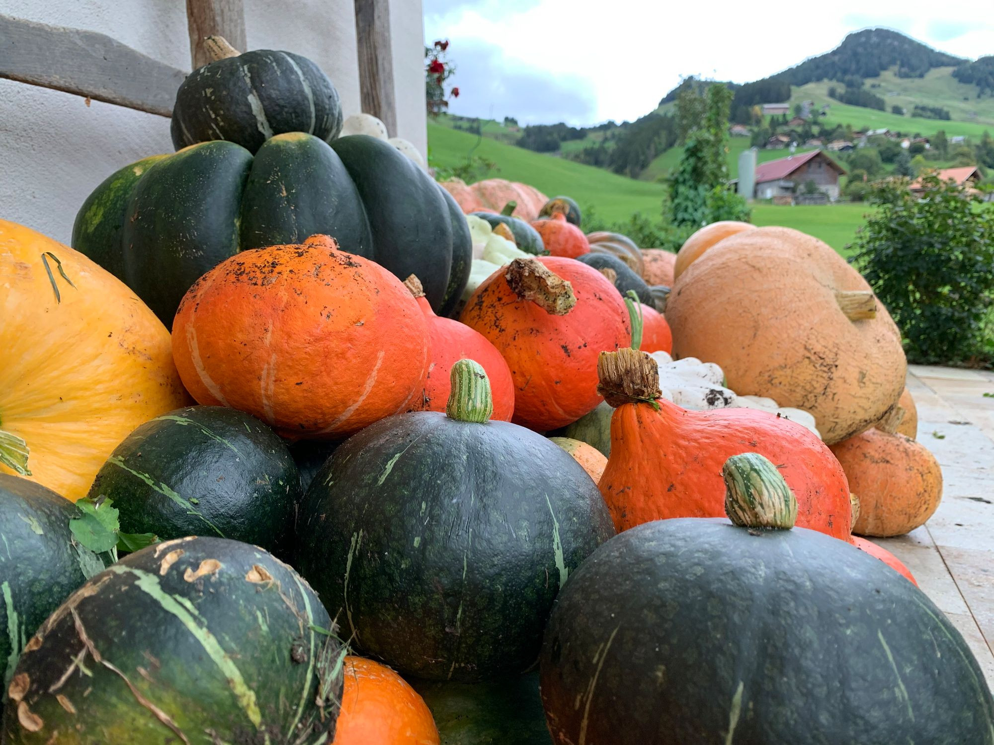 des courges de toutes tailles