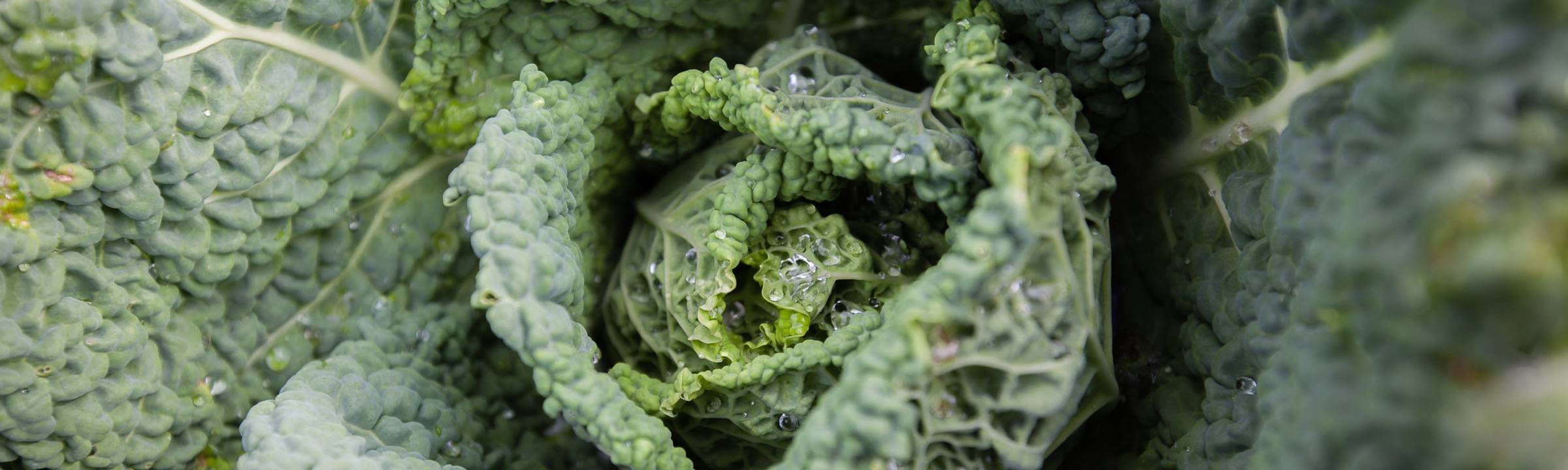 Tête de chou vert dans le jardin