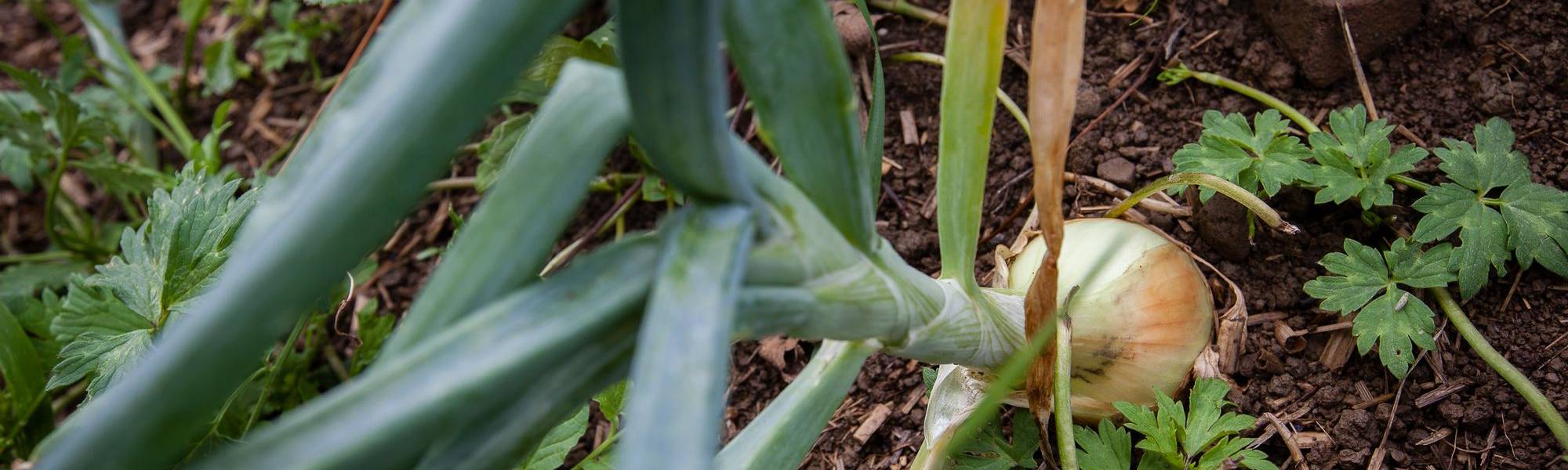 Oignons qui poussent