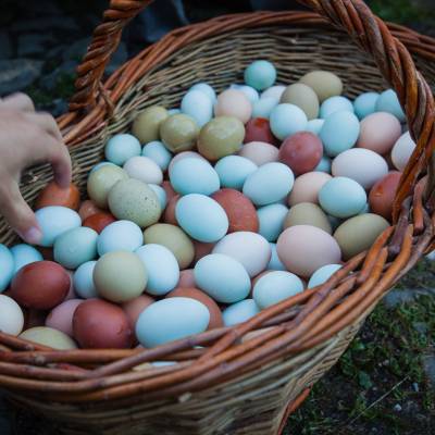 Oeufs de Poulet dans le panier