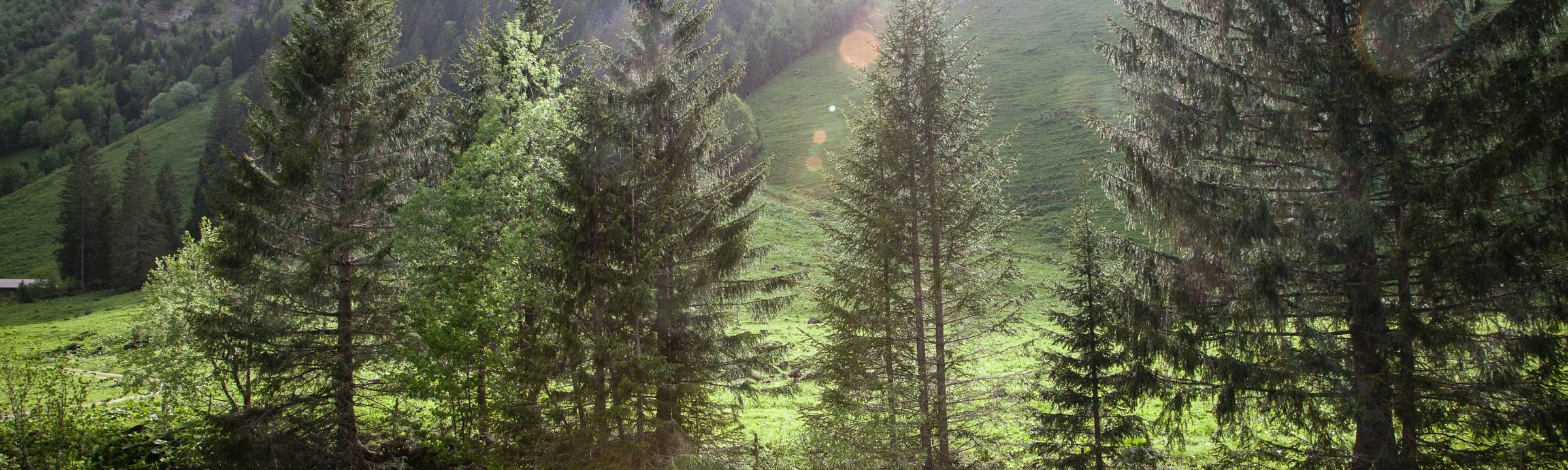 paysage naturel à l'alpage