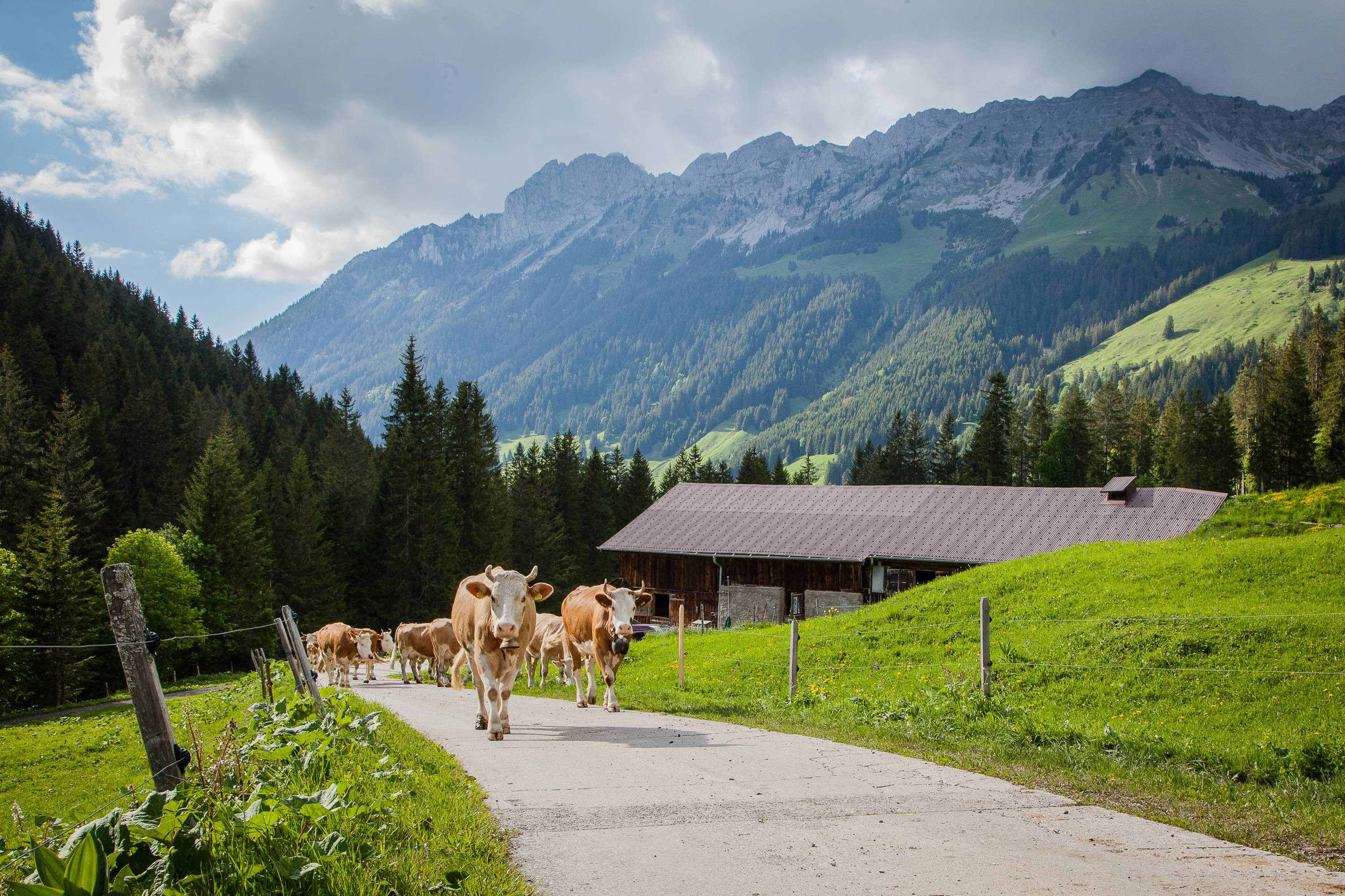 les vaches marchent sur la route - Alpage Pâquier-Mottier
