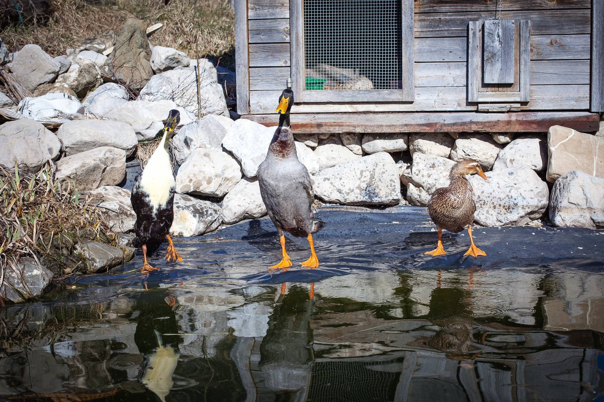 Trois canards posent ensemble pour la photo