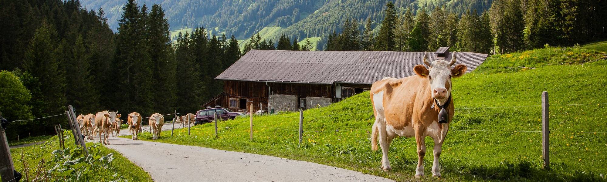La vache nous regarde