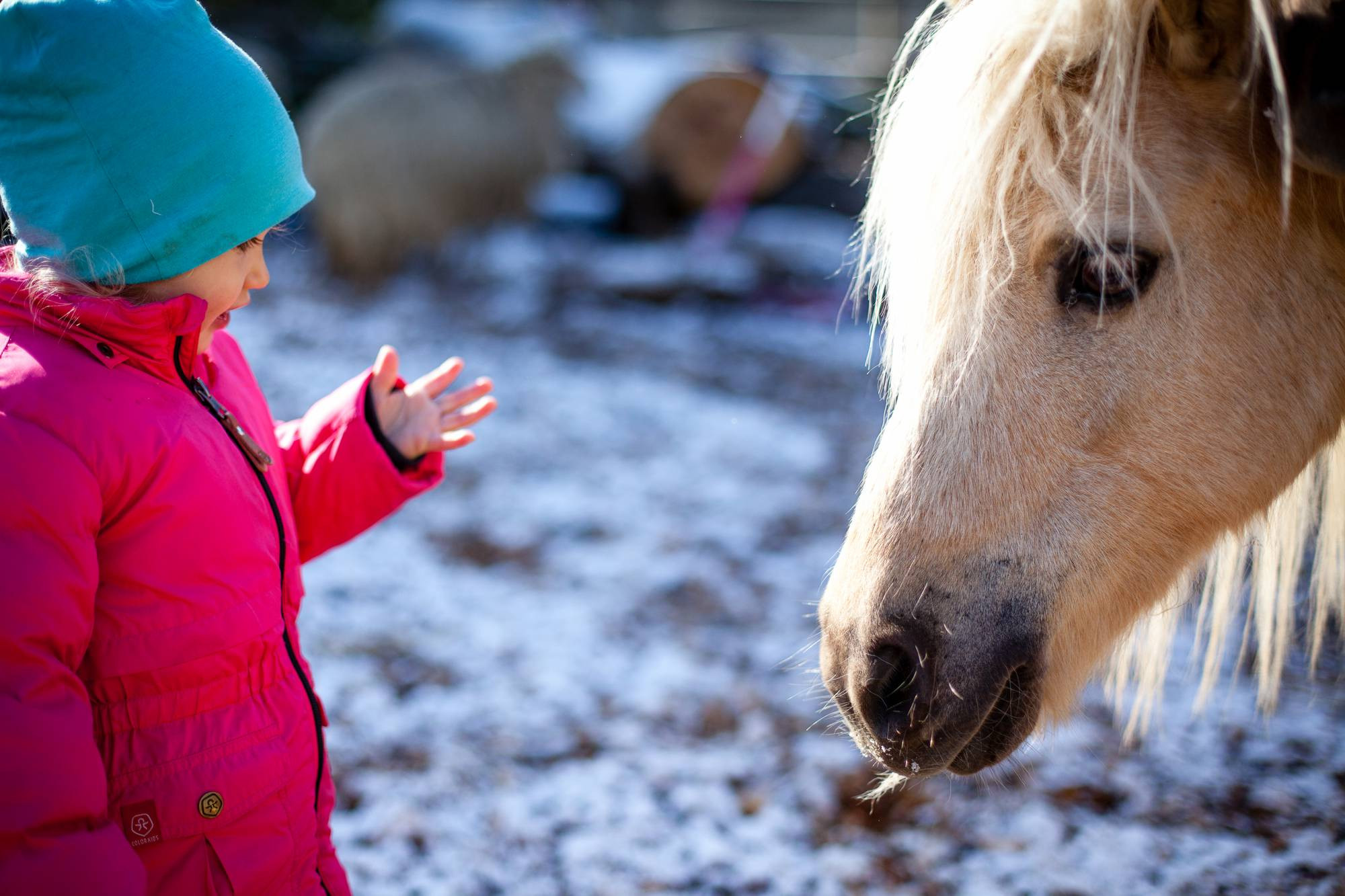 Fille et poney