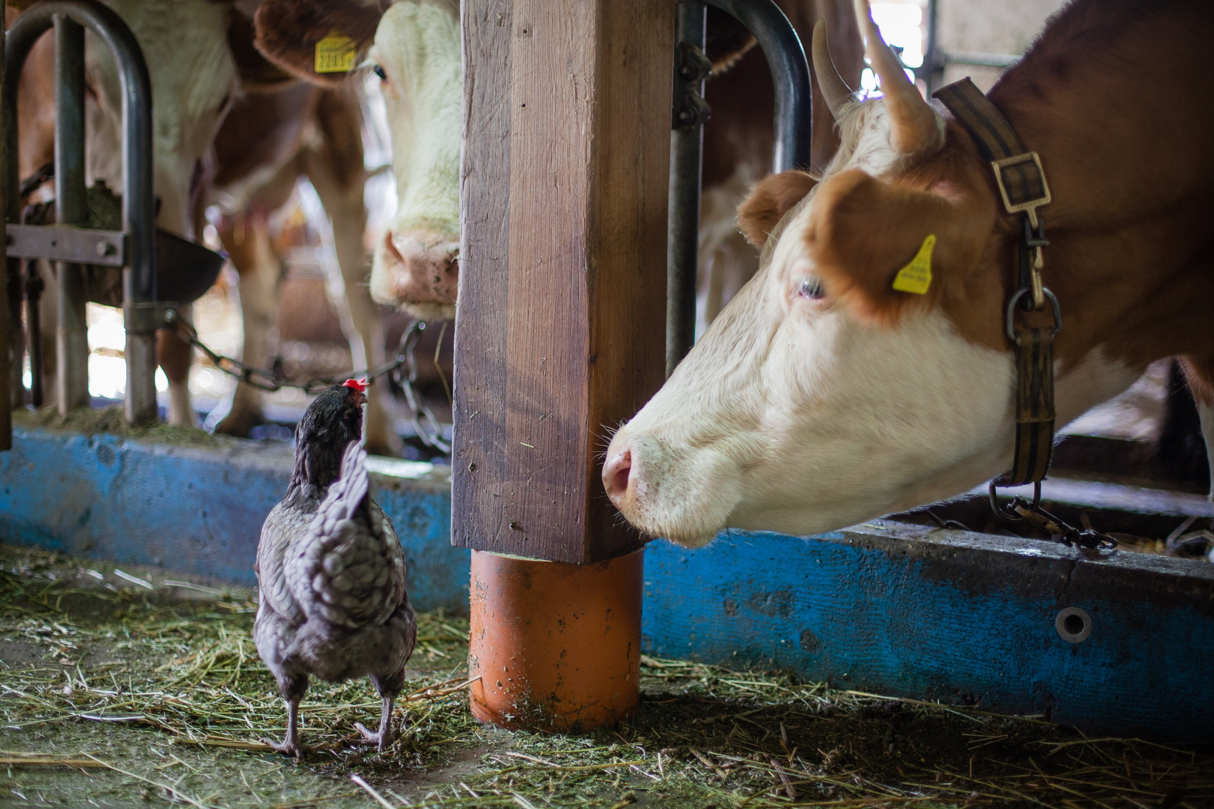 La poule se promène dans l'écurie et regarde les vaches