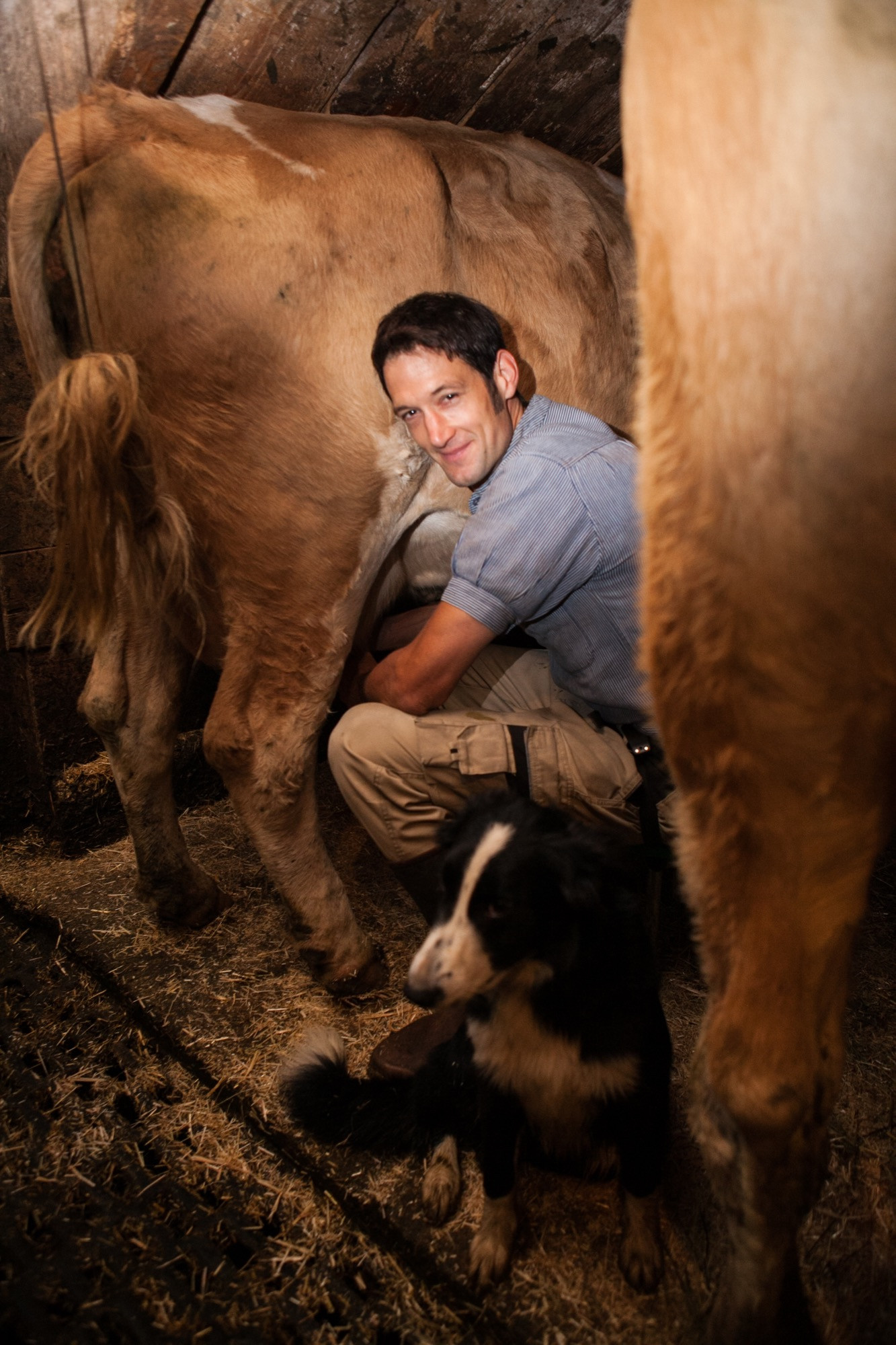 Nicolas Mottier en train de traire une vache à la ferme