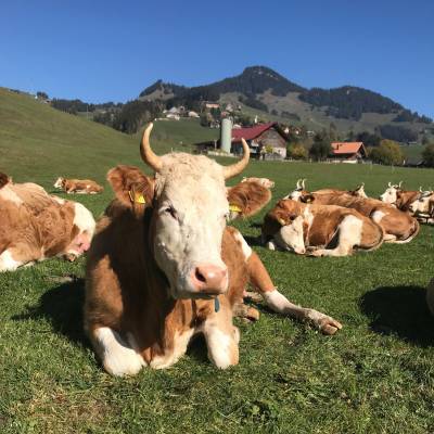 Vache Pure Simmental couché dans les champs
