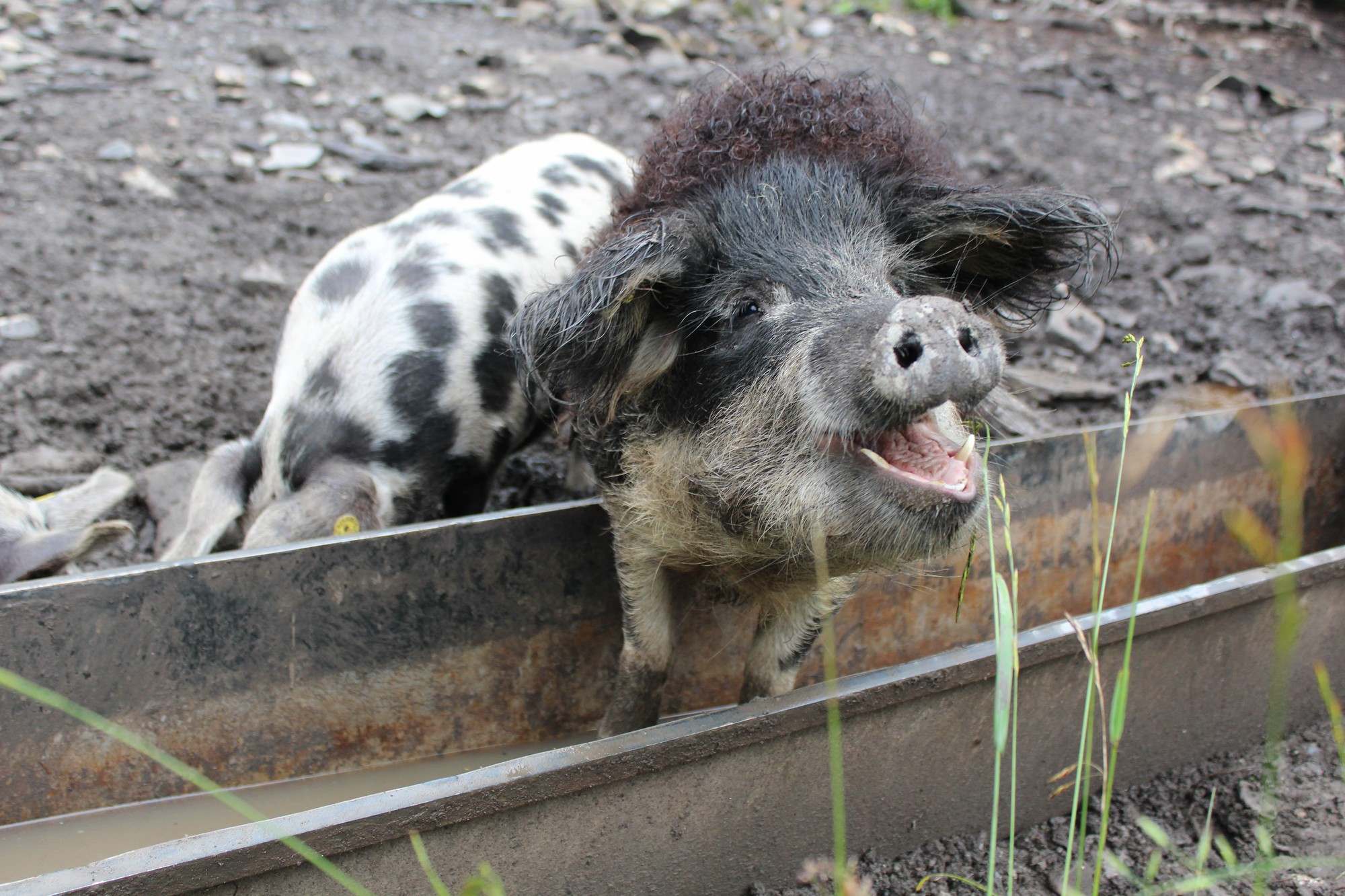 Le cochon Turopolje souriant
