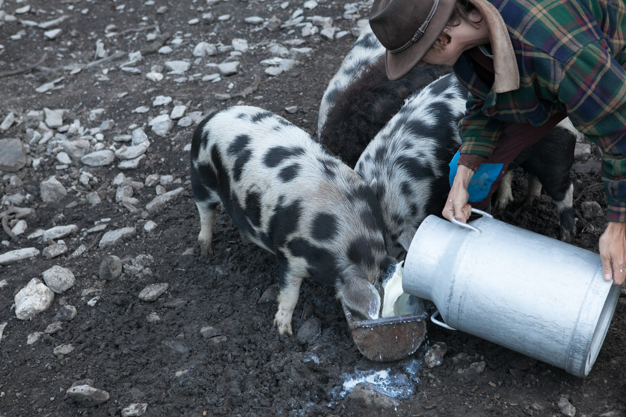 Les cochons Turopolje mangent