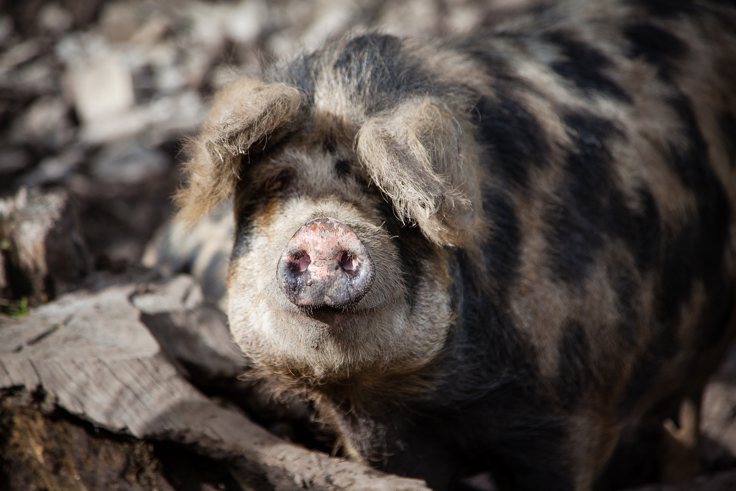 portrait du cochon Turopolje