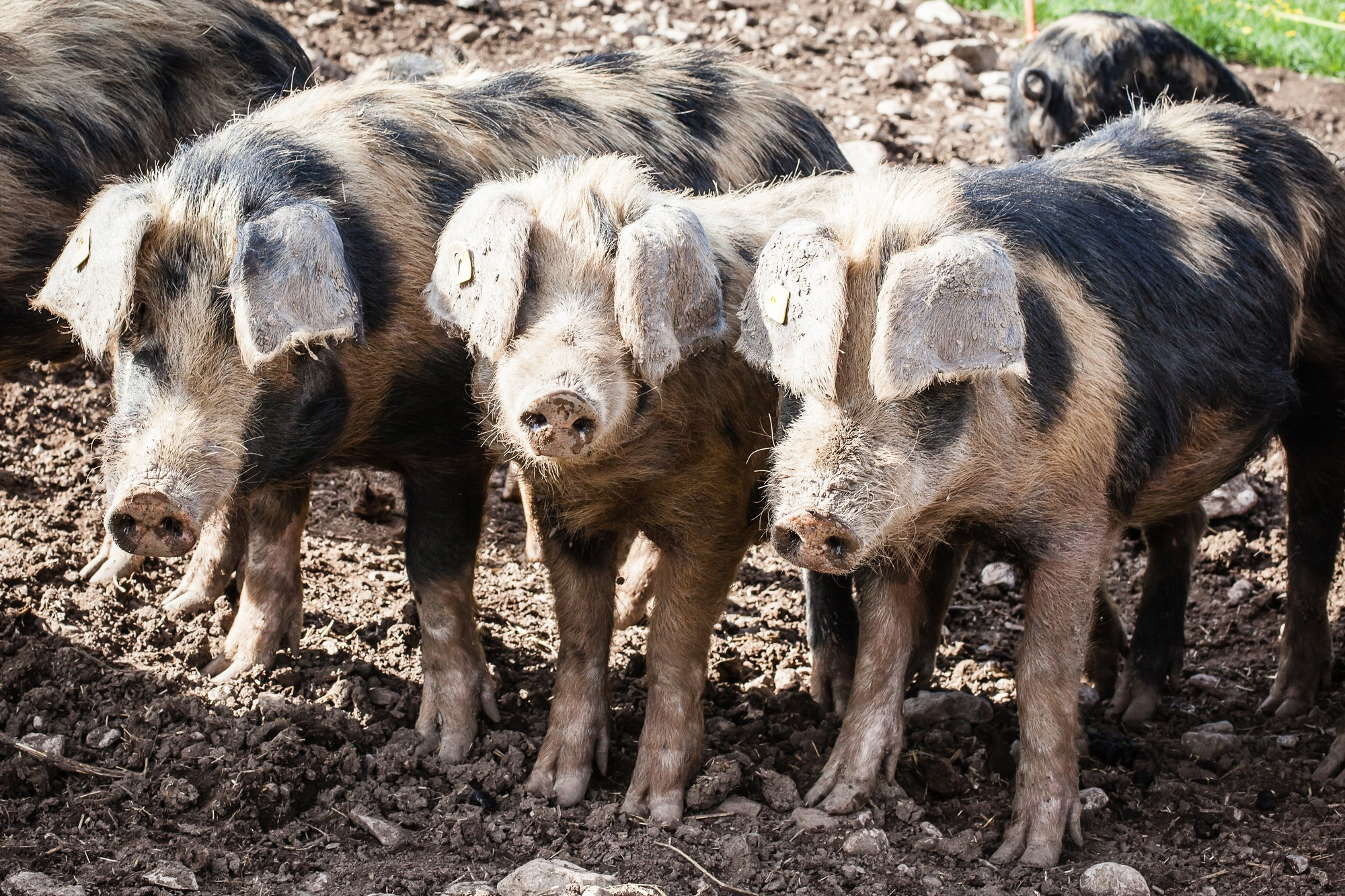 Trois cochons turopolje prennent le soleil